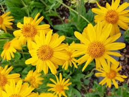 Yellow daisy-like flowers of the Meadow Arnica perennial plant