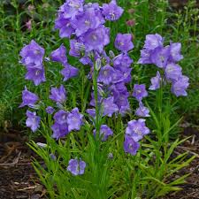Bellflower Willow Peach Lived Blue Campanula Persicifolia – Perennial Flower Seeds