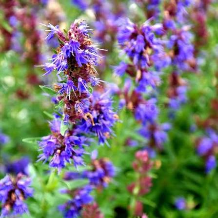 Common Hyssop, Hyssopus officinalis Seeds for Herb Gardens