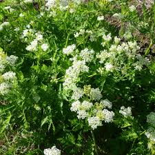 Myrrhis odorata Sweet Cicely Herb Seeds for Culinary and Botanical Gardens
