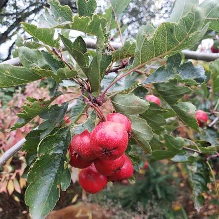 Crataegus pinnatifida Seeds – Chinese Hawthorn, Shan Zha Fruit Tree
