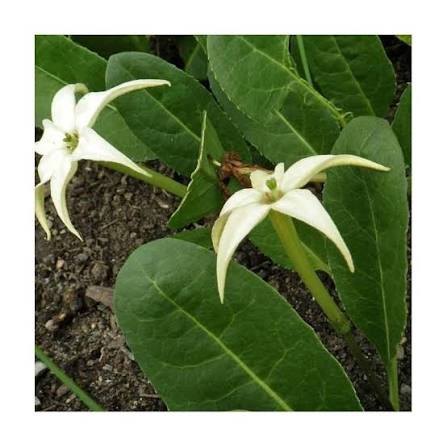 Jaborosa sativa flowering perennial plant from northwestern Argentina, belonging to the Solanaceae family
