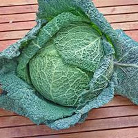 Cabbage Savoy Perfection Brassica Oleracea – Hardy Vegetable Seeds