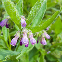Symphytum officinale True Comfrey planting seeds for perennial herb gardens