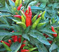 Thai Dragon Pepper – Spicy Vegetable Garden Seeds