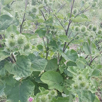 Japanese Gobo Burdock Seeds, Arctium lappa for Herb and Vegetable Gardens