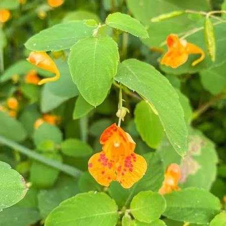 Orange Jewelweed Impatiens capensis wildflower with spotted orange pouch-shaped blossoms, green toothed leaves, and succulent stems in a woodland garden