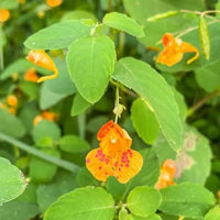 Orange Jewelweed Impatiens capensis wildflower with spotted orange pouch-shaped blossoms, green toothed leaves, and succulent stems in a woodland garden