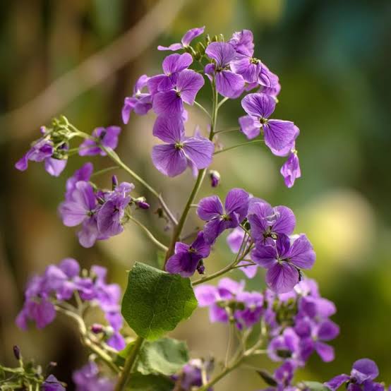 Moonwort Lunaria biennis seeds for ornamental garden planting