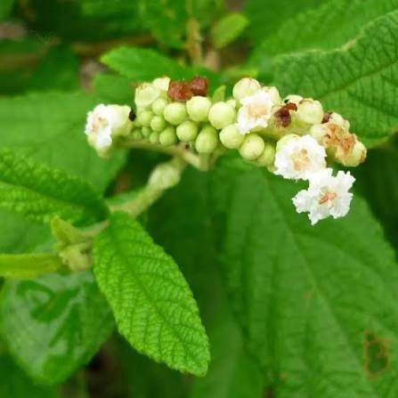 Cordia verbenacea Erva Baleeira botanical seeds for garden planting
