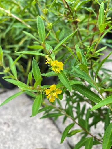 Heimia Seeds, Heimia salicifolia for Ornamental Garden Planting