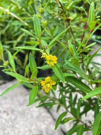 Heimia Seeds, Heimia salicifolia for Ornamental Garden Planting