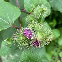 Burdock Gobo Seeds – Japanese Root Vegetable for Garden Growing