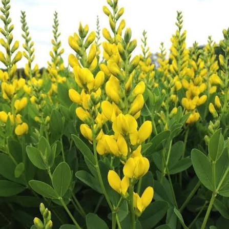 Wild Indigo Seeds, Baptisia tinctoria for Natural Flower Gardens