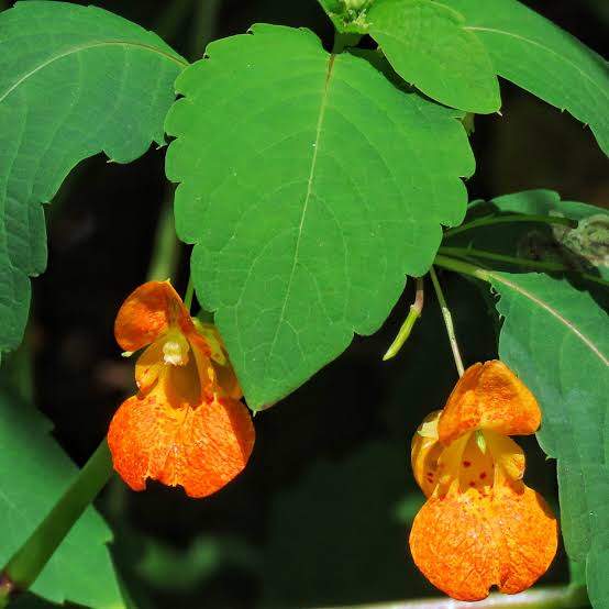 Orange Jewelweed Impatiens capensis wildflower with hanging orange blossoms, reddish-brown spots, green toothed leaves, and succulent stems
