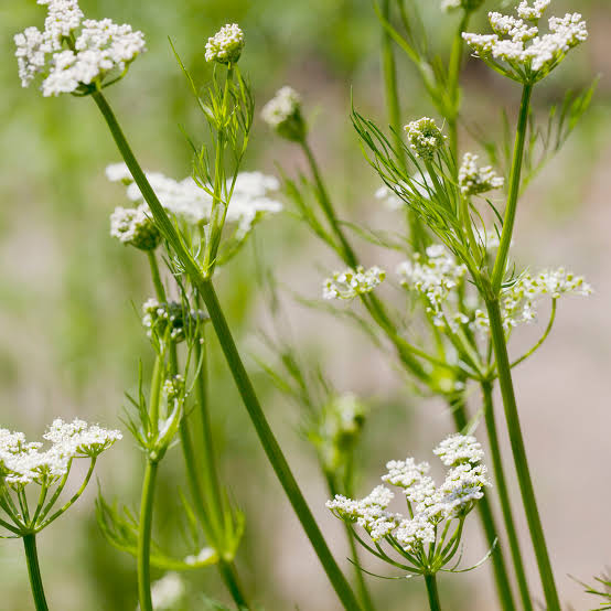 Cumin spice herb growing in a sunny garden planting area
