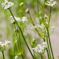 Cumin spice herb growing in a sunny garden planting area