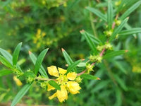 Heimia salicifolia Flowering Shrub Seeds for Ornamental Garden Growing