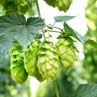Common Hops Seeds (Humulus lupulus) for Climbing Vine Gardens