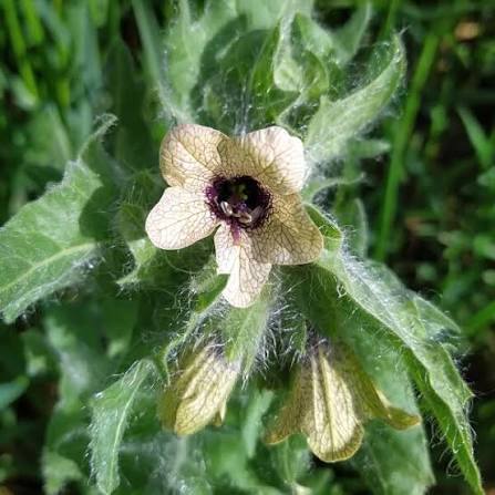Organic Black Henbane Seeds, Hyoscyamus niger – Botanical Garden Plant