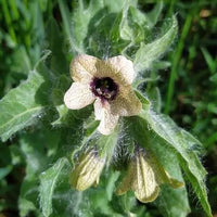 Organic Black Henbane Seeds, Hyoscyamus niger – Botanical Garden Plant