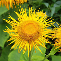 Organic Official Elecampane (Inula helenium) perennial plant with golden-yellow daisy-like flowers, large green leaves, and tall branching stems in a garden.