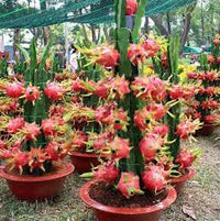Dragon Fruit Seeds (Pitaya / Pitahaya / Strawberry Pear)