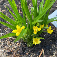 African Star Hypoxis hemerocallidea flowering plant with bright golden-yellow star-shaped blossoms and narrow arching green leaves