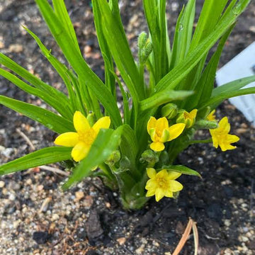 African Star Hypoxis hemerocallidea flowering plant with bright golden-yellow star-shaped blossoms and narrow arching green leaves