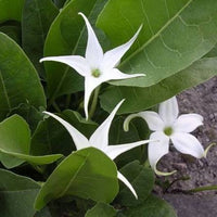 Jaborosa sativa Flowering Plant Seeds for Botanical Collections