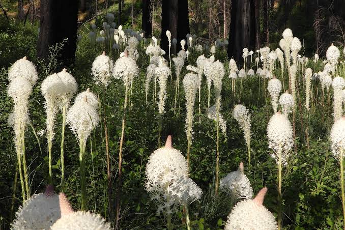Xerophyllum tenax Bear Grass native wildflower with evergreen grass-like foliage and tall creamy-white flower clusters in a woodland meadow.