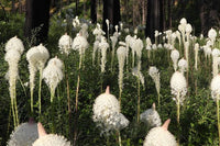 Xerophyllum tenax Bear Grass native wildflower with evergreen grass-like foliage and tall creamy-white flower clusters in a woodland meadow.