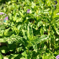 Mentha spicata spearmint garden seeds for home herb gardening