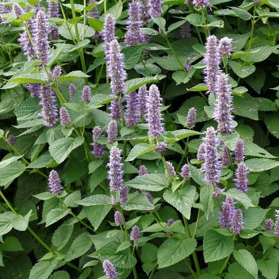 Agastache foeniculum Anise Hyssop Planting Seeds