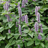 Agastache foeniculum Anise Hyssop Planting Seeds
