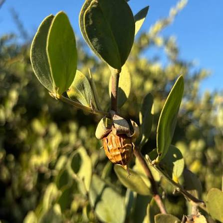 Jojoba Shrub Seeds – Simmondsia chinensis for Drought-Tolerant Landscaping