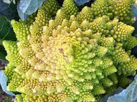 Broccoli Romanesco Brassica Oleracea – Vegetable Garden Seeds