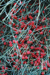 Organic Bluestem Ephedra (Ephedra equisetina) ornamental shrub with slender, jointed blue-green stems, dense woody branching, and small reproductive cones growing in a sunny landscape garden.