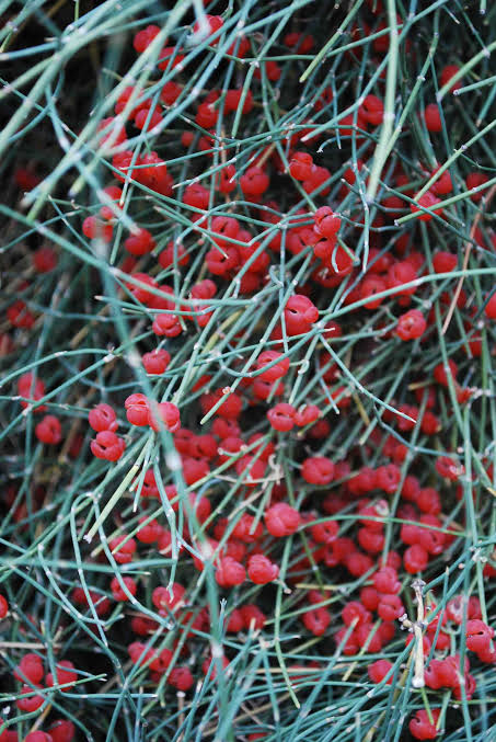 Organic Bluestem Ephedra (Ephedra equisetina) ornamental shrub with slender, jointed blue-green stems, dense woody branching, and small reproductive cones growing in a sunny landscape garden.