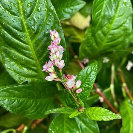 Japanese Indigo pink-flowered plant seeds for ornamental garden collections