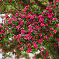 English Hawthorn Tree Seeds – Crataegus laevigata for Garden Planting