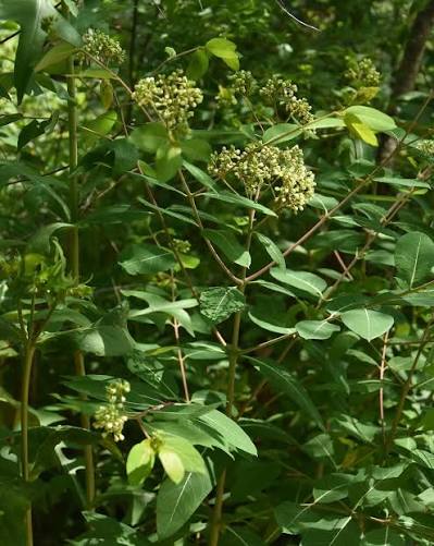 Apocynum cannabinum Seeds – Indian Hemp Perennial Plant for Native Gardens