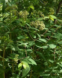 Apocynum cannabinum Seeds – Indian Hemp Perennial Plant for Native Gardens