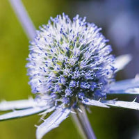 Eryngium planum Sea Holly with steel-blue flower heads and spiky bracts growing in a sunny garden.