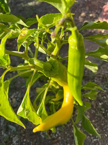 Big Jim Pepper plant with green foliage and large, elongated peppers growing in a sunny vegetable garden.