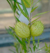 Swan Plant Asclepias physocarpa Seeds for Growing Unique Flowering Plants in Botanical Gardens