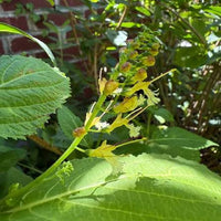 Stoneroot Collinsonia canadensis perennial woodland herb with broad green leaves and delicate pale-yellow flowers in a shaded native plant garden