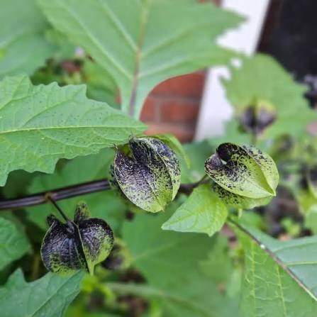 Nicandra physalodes Plant Seeds – Shoo-Fly Garden Plant