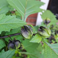 Nicandra physalodes Plant Seeds – Shoo-Fly Garden Plant