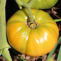 Dr Wyche Yellow Tomato – Heirloom Vegetable Seeds